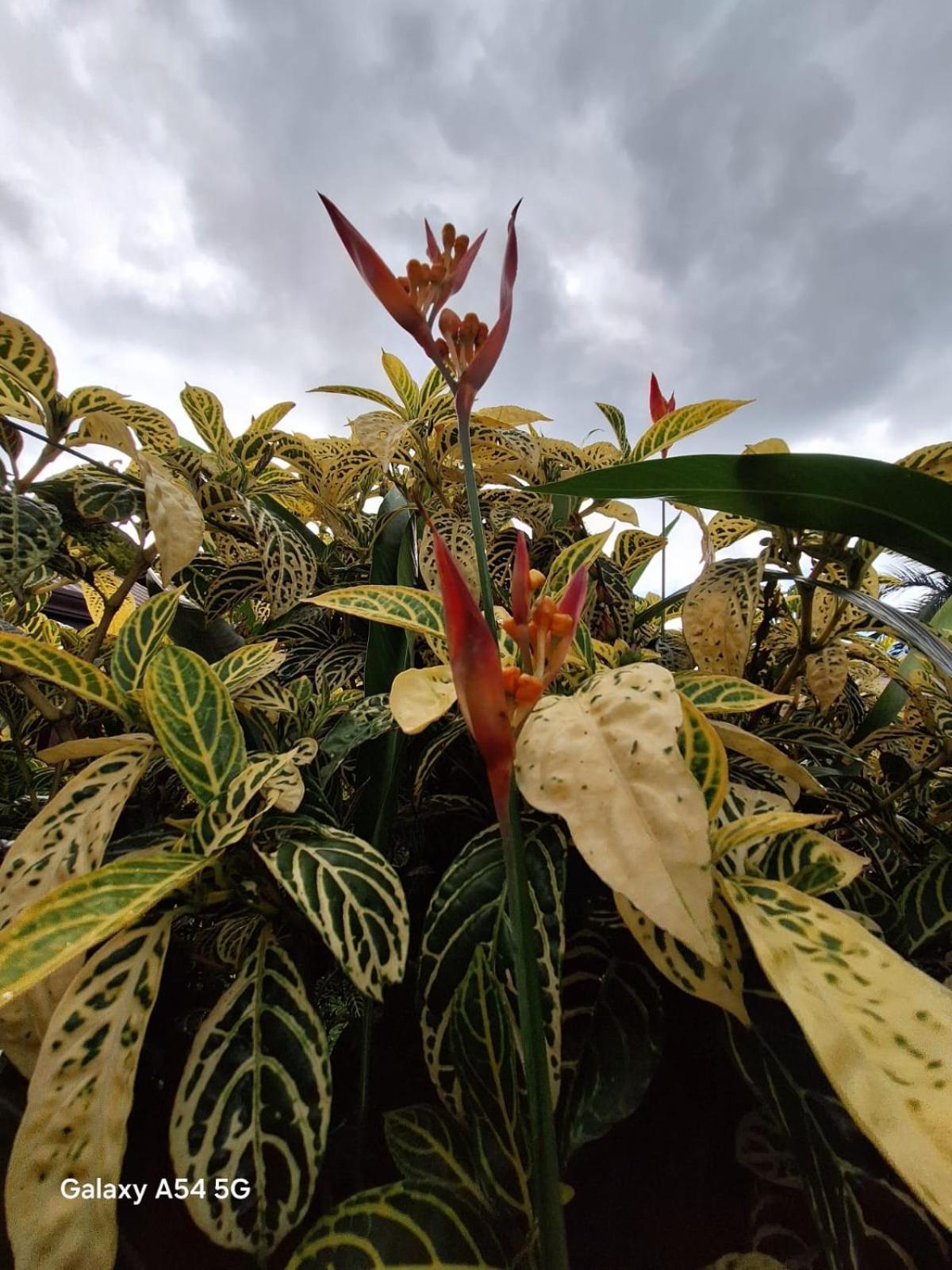Iris Arenal Hotel La Fortuna Екстериор снимка
